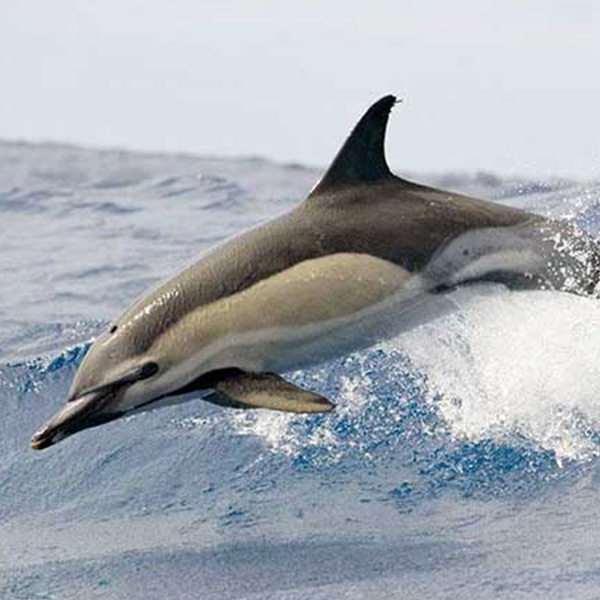 delfino-comune